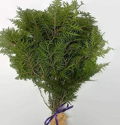 A bundle of fresh cedar greenery ordered from Amazon, laid out on a table